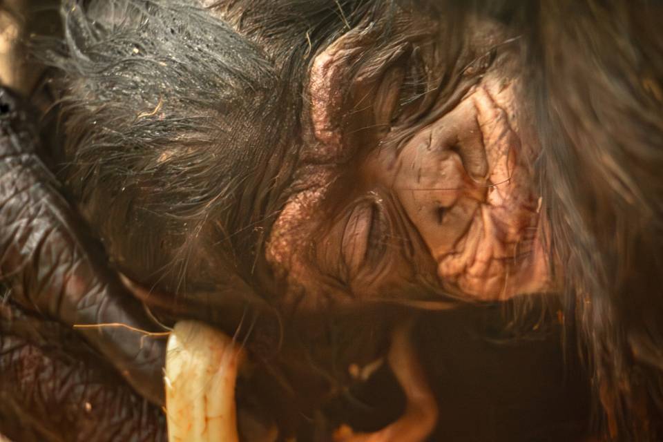 ZOO Antwerpen / Jonas Verhulst