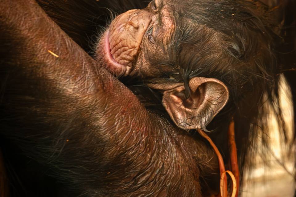 ZOO Antwerpen / Jonas Verhulst