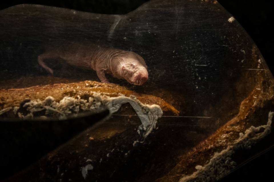 ZOO Antwerpen - Jonas Verhulst