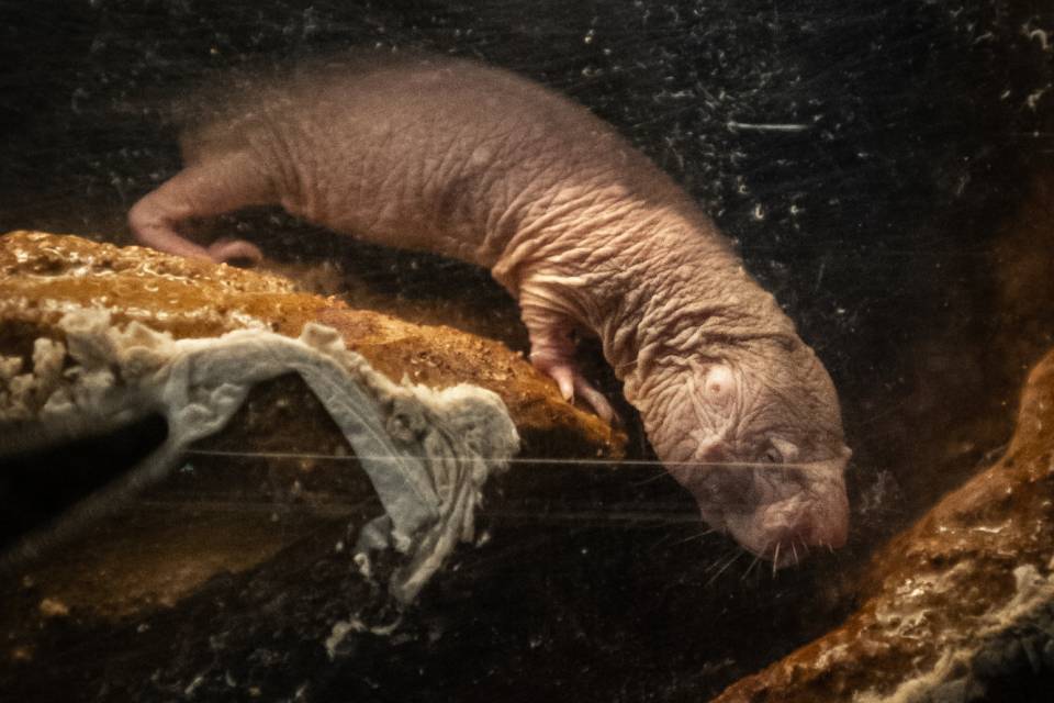 ZOO Antwerpen - Jonas Verhulst