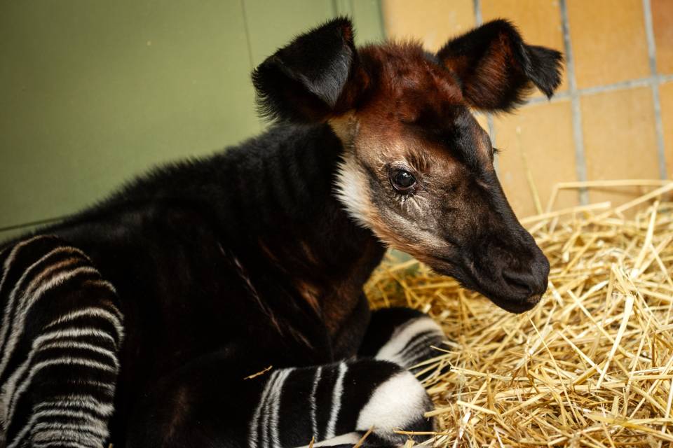 ZOO Antwerpen - Jonas Verhulst