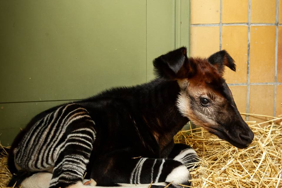 ZOO Antwerpen - Jonas Verhulst