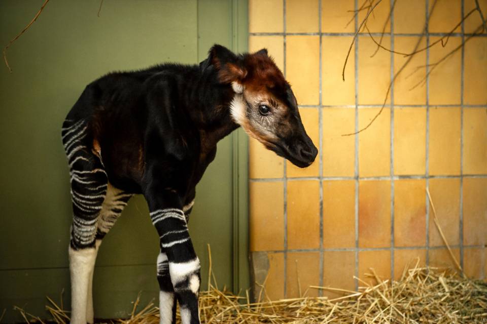 ZOO Antwerpen - Jonas Verhulst