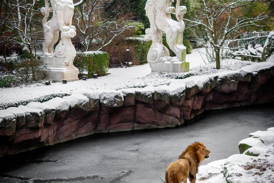 ZOO Antwerpen / Jonas Verhulst