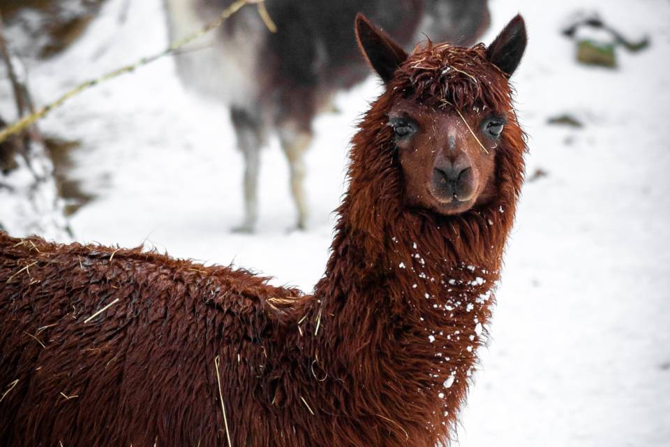 ZOO Antwerpen / Jonas Verhulst