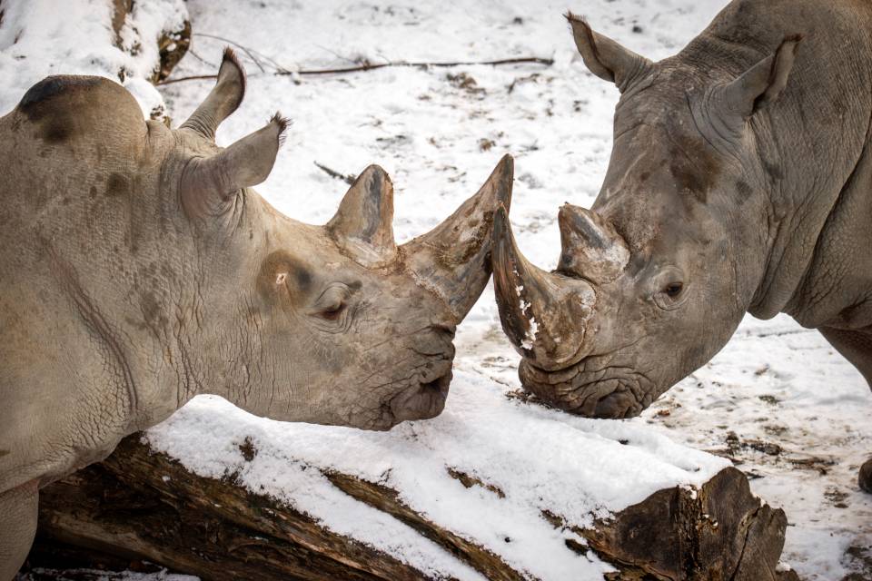 ZOO Antwerpen / Jonas Verhulst
