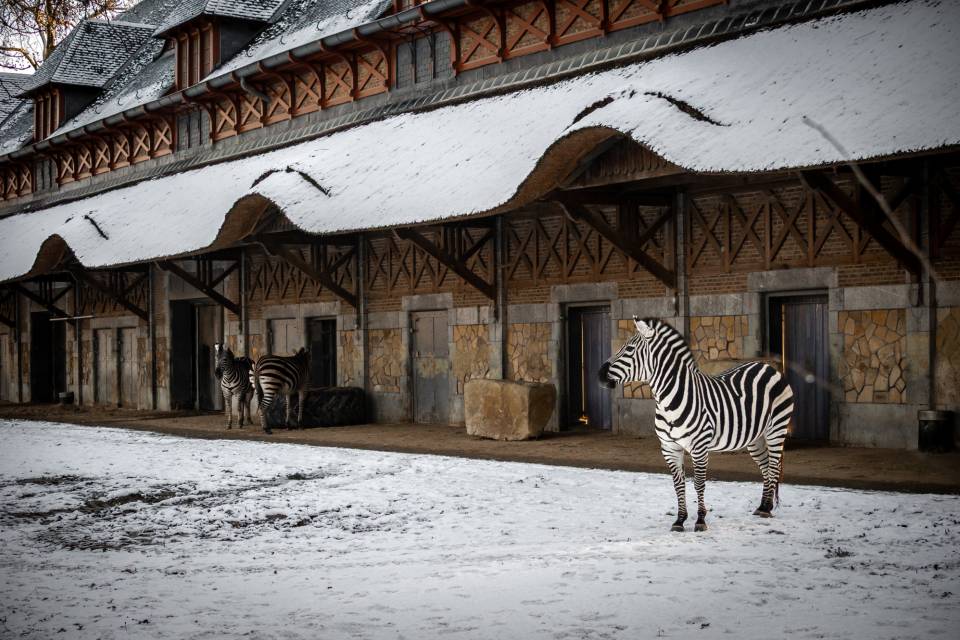 ZOO Antwerpen / Jonas Verhulst