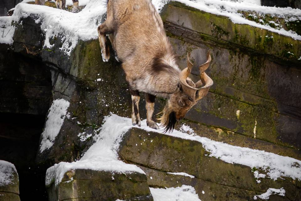 ZOO Antwerpen / Jonas Verhulst