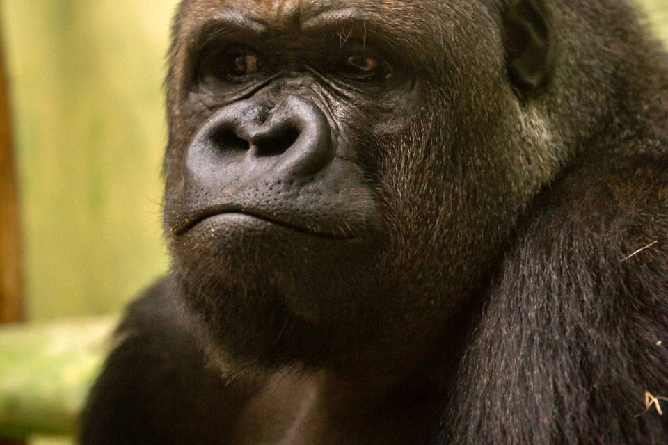 ZOO d'Anvers / Jonas Verhulst