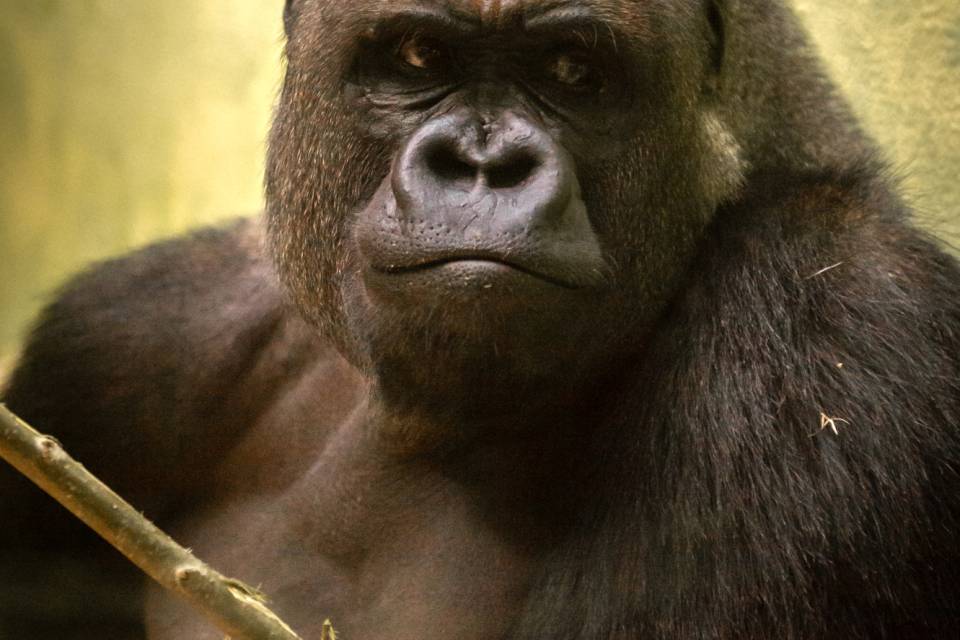 ZOO d'Anvers / Jonas Verhulst