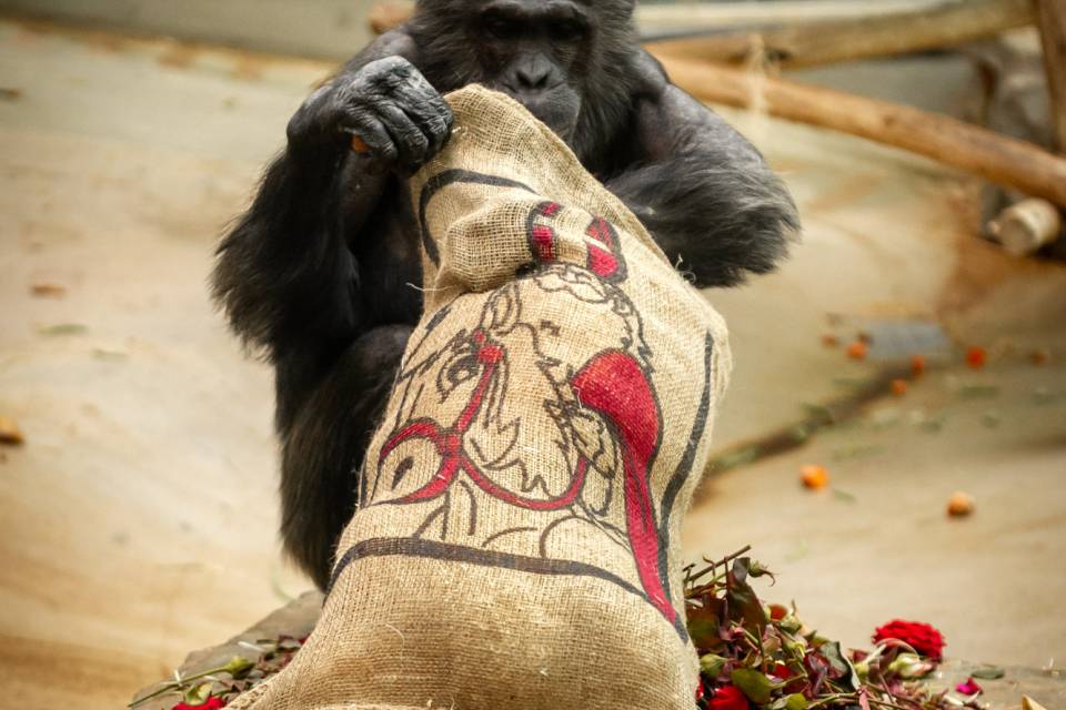 ZOO d'Anvers / Jonas Verhulst