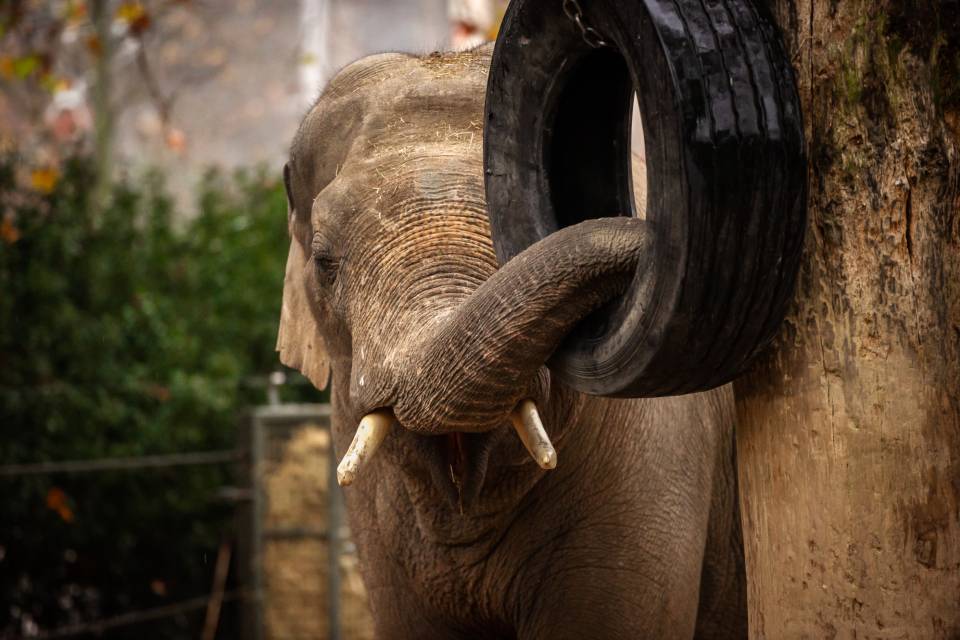 ZOO d'Anvers / Jonas Verhulst