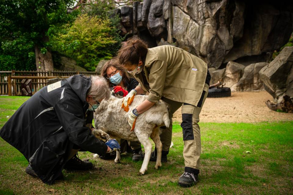 ZOO d'Anvers / Jonas Verhulst