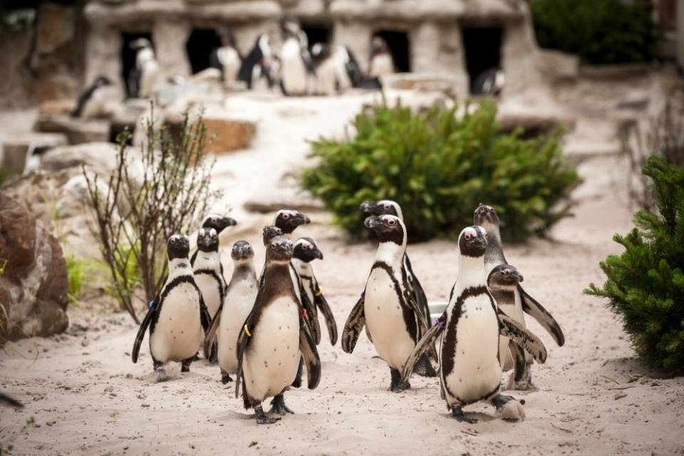 ZOO d'Anvers