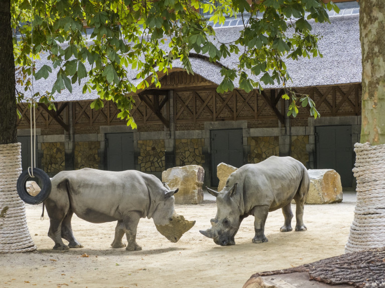 ZOO Antwerpen - Witte neushoorns