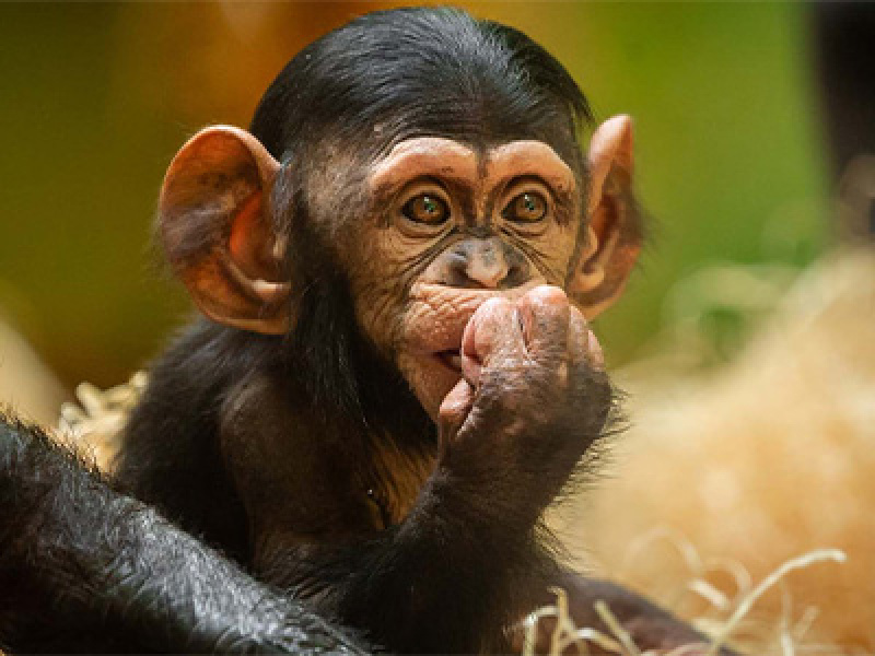 Les recherches ADN du ZOO d’Anvers dévoilent l’identité du père du chimpanzé Zabari  