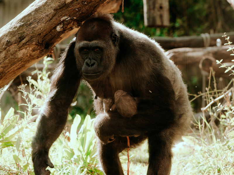 Bedreigde westelijke laaglandgorilla geboren in de Mensapenvallei in ZOO Antwerpen