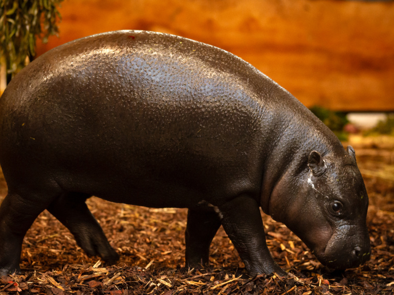 Nieuw dwergnijlpaard arriveert in ZOO Antwerpen