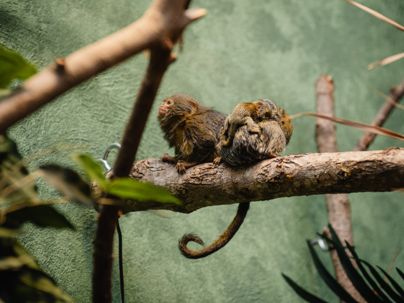 Naissance de jumeaux chez les plus petits singes au monde au ZOO d’Anvers