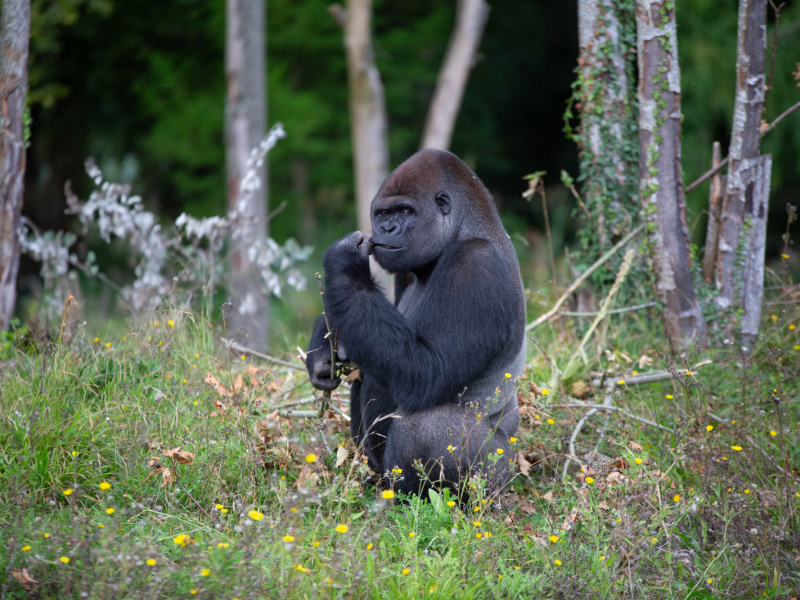 Le ZOO d’Anvers accueille un nouveau gorille mâle
