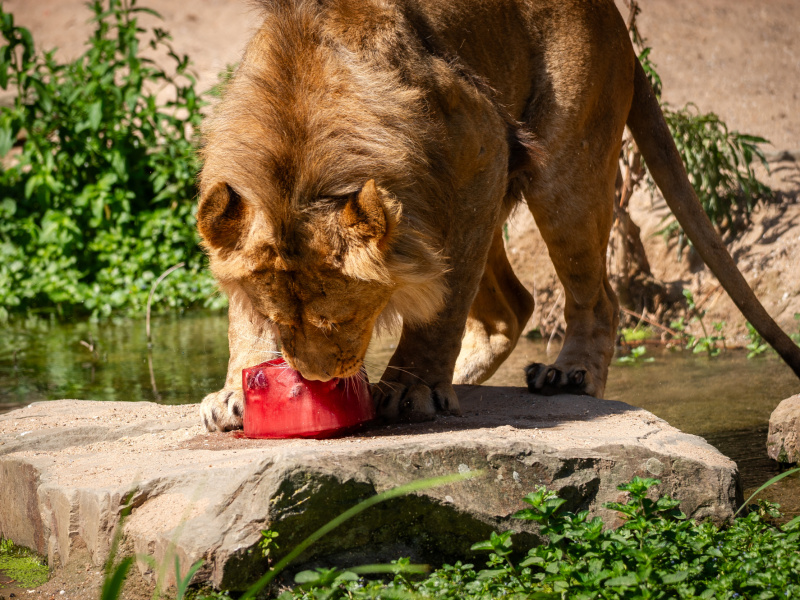 La saison des glaces bat son plein au ZOO d’Anvers !