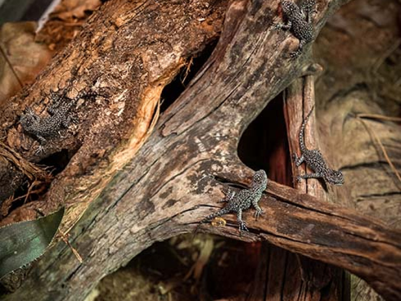 Uitzonderlijke geboorte in ZOO Antwerpen: zes Guatemala stekelleguanen