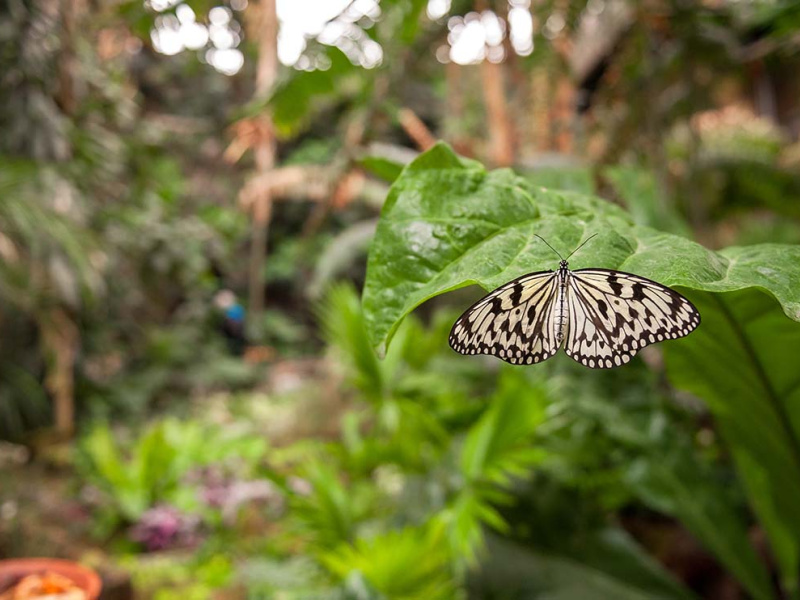 De Wintertuin in ZOO Antwerpen ontpopt tot Vlindertuin 