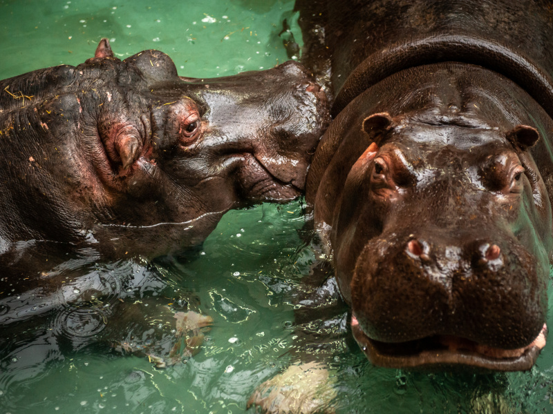 Nijlpaarden ZOO Antwerpen testen positief op het COVID-19 virus 