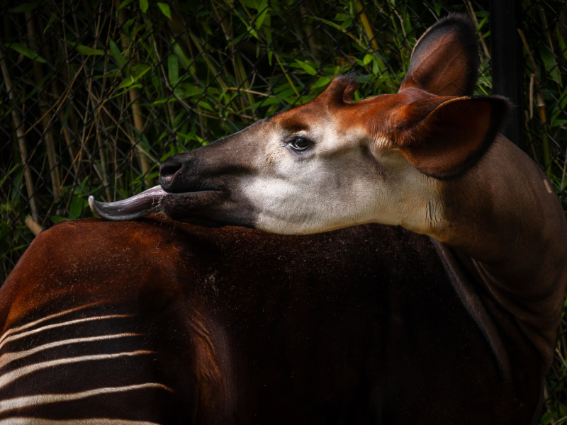 World Okapi Day 2025: ZOO Antwerpen verkent nieuw beschermingsgebied voor okapi’s in Congo
