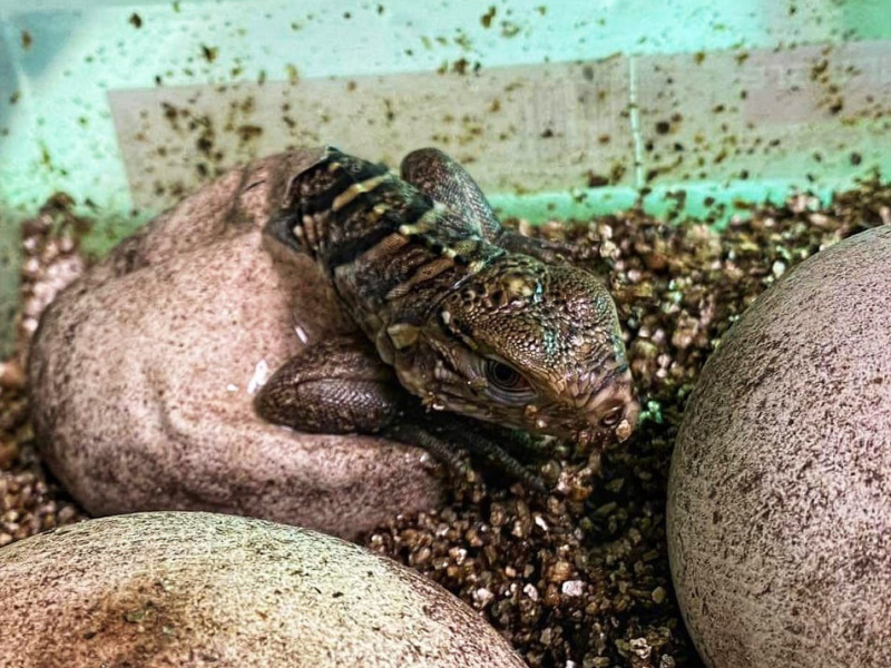 ZOO Antwerpen kweekt voor het eerst vier Cubaanse rotsleguanen