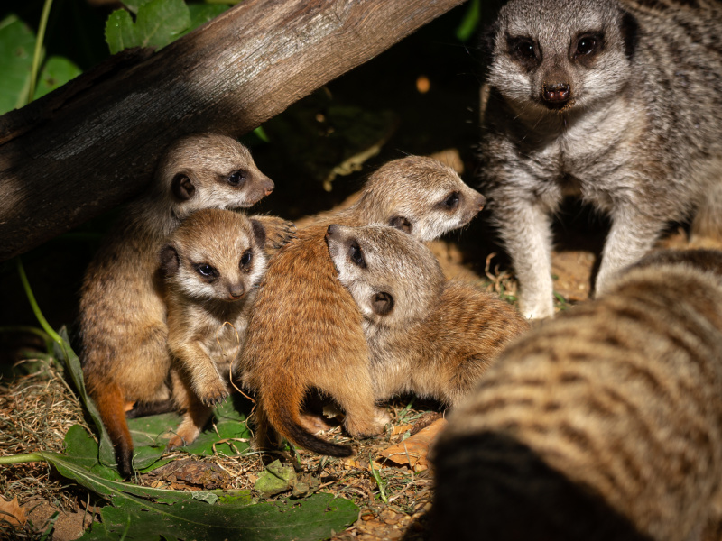 Quatre mini suricates surprennent les soigneurs du ZOO d'Anvers 