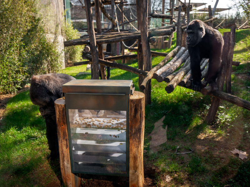 Van braakbal tot biobank: ZOO Antwerpen toont haar verborgen wetenschap tijdens ZOO Binnenstebuiten