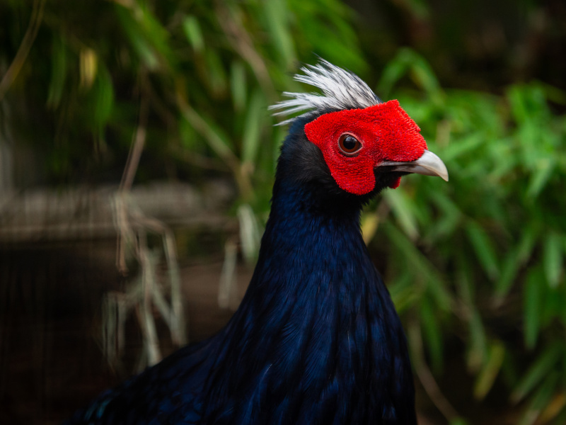 Le faisan du Vietnam, une espèce éteinte, retourne à son habitat d’origine grâce au ZOO d'Anvers