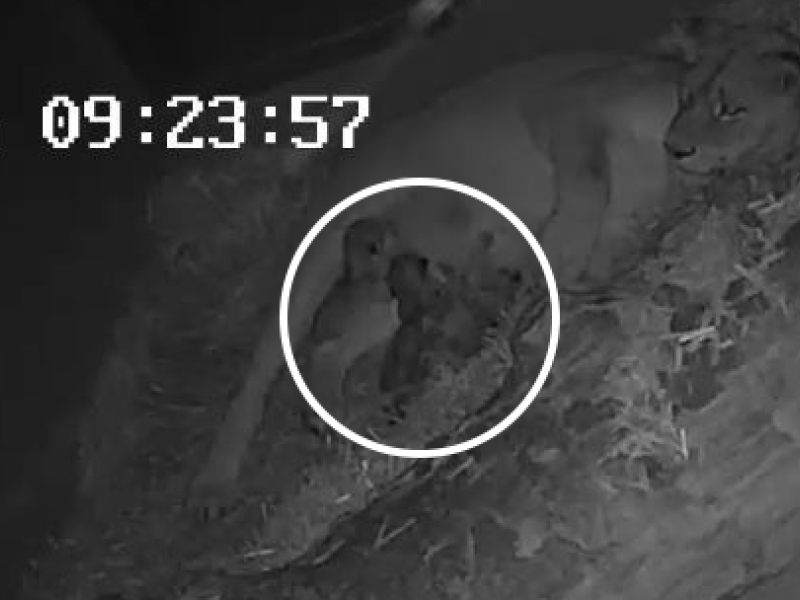 Drieling leeuwenwelpen geboren in ZOO Antwerpen 