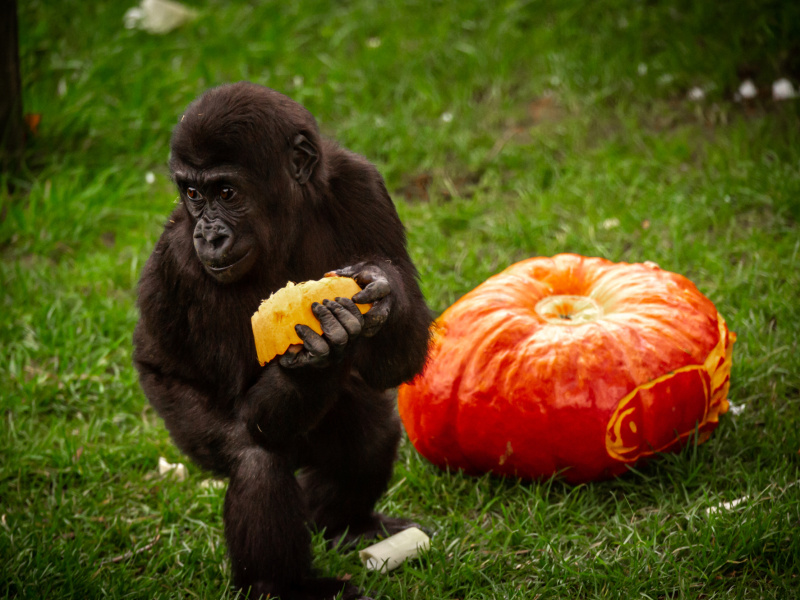 Pompoenen in ZOO Antwerpen