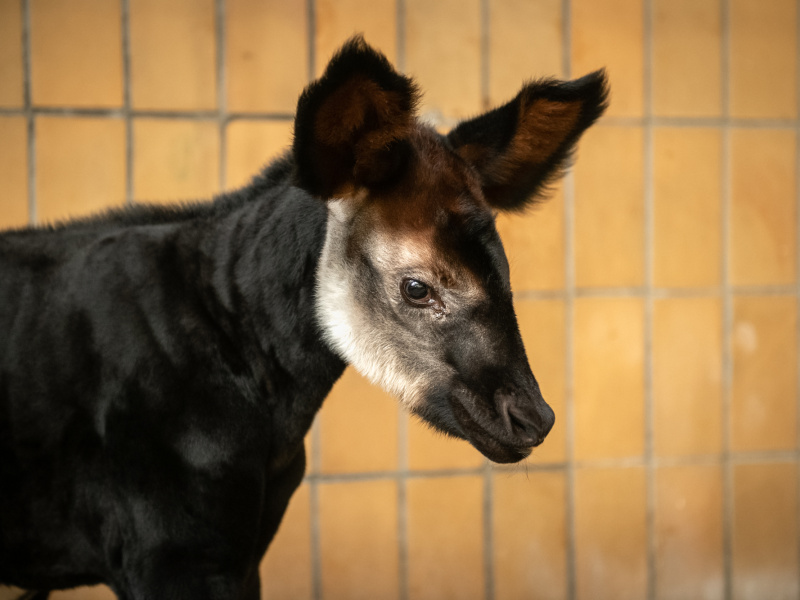 Tweede okapikalfje van het jaar geboren in ZOO Antwerpen