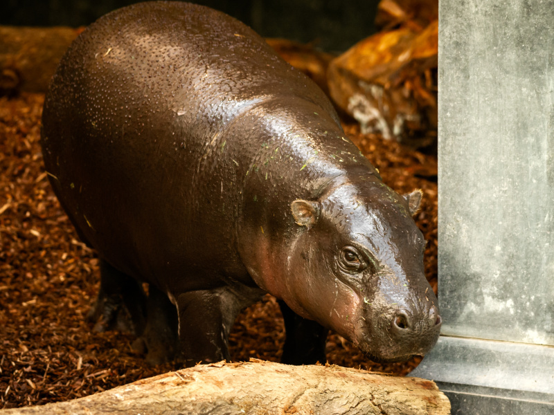 NIEUW! ZOO Antwerpen verwelkomt bedreigd dwergnijlpaard