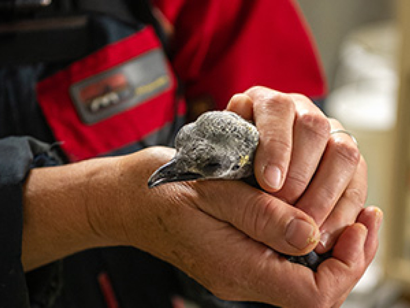 Koningspinguïn piept uit het ei in ZOO Antwerpen