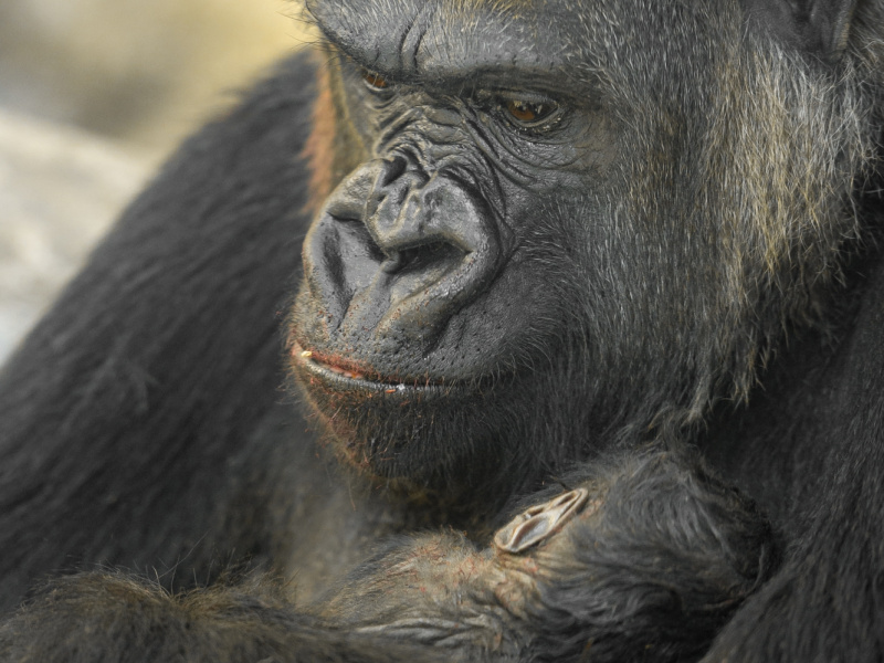 Presse Zoo D Anvers Presse Zoo D Anvers