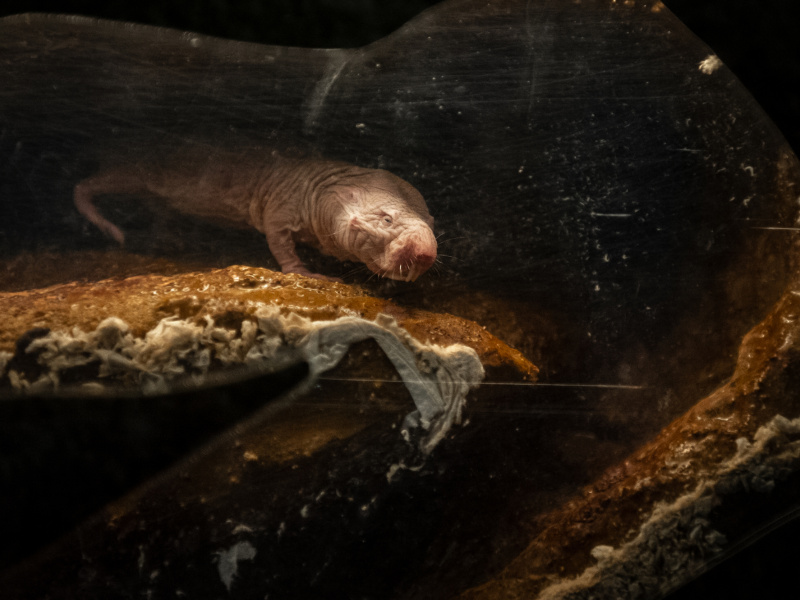 Naakte molratten zijn nieuwste rare snuiters in ZOO Antwerpen