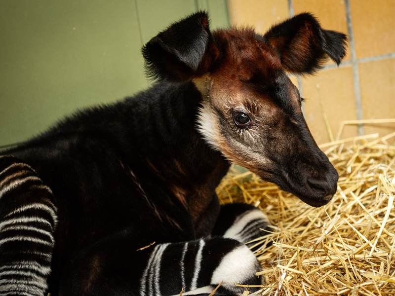  ZOO Antwerpen viert geboorte van bedreigde okapi en zet 30 jaar onderzoek in Congo voort