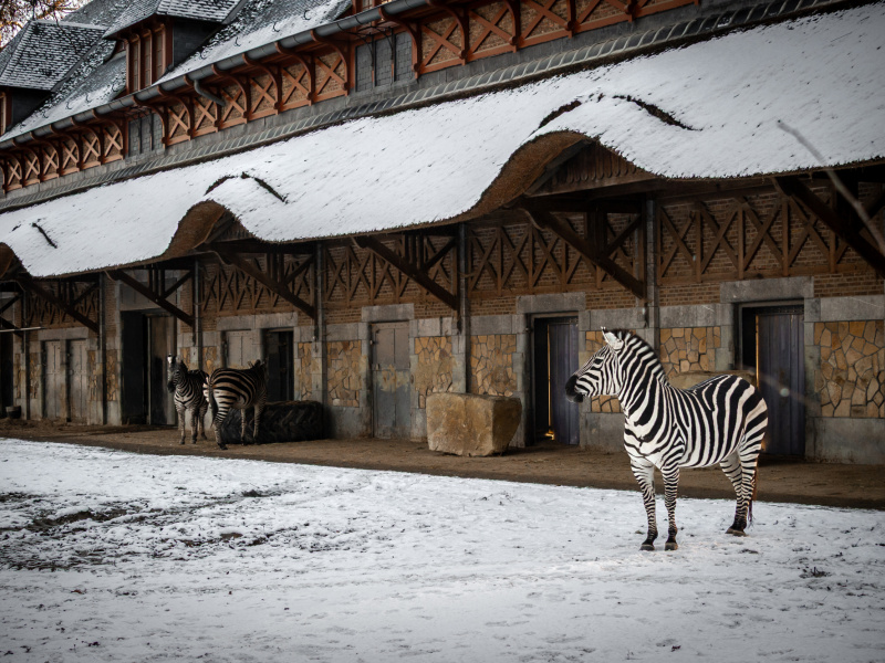 Sneeuw in ZOO Antwerpen