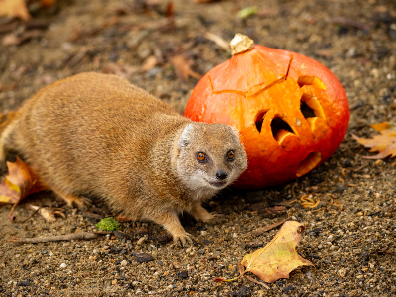 Pompoenen als smakelijke halloweentraktatie in ZOO Antwerpen