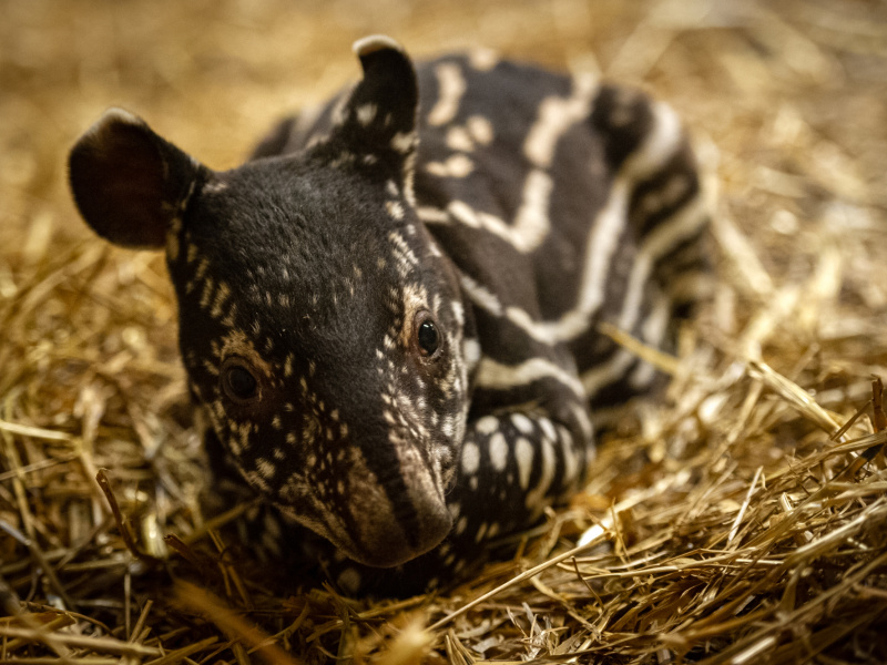 Un énergique bébé tapir au ZOO d'Anvers 